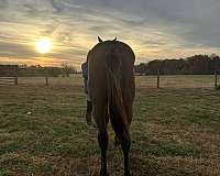 eventing-thoroughbred-horse