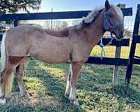 bathes-haflinger-pony