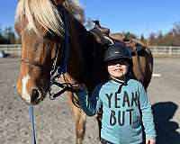 beginner-safe-kid-pony-haflinger