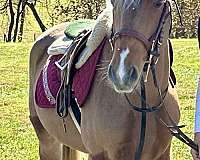 canter-haflinger-pony