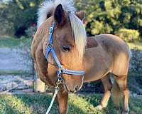 call-haflinger-pony