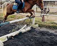 canter-haflinger-pony