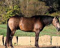 athletic-quarter-horse