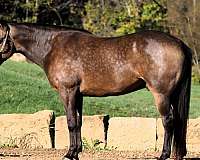 beginner-quarter-horse