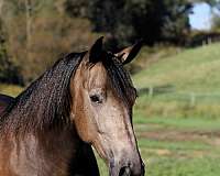 dappled-quarter-horse