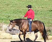 husband-safe-quarter-horse