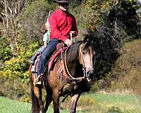 lesson-quarter-horse