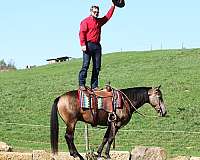 parade-quarter-horse