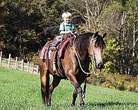 mounted-patrol-quarter-horse