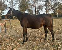 live-foal-thoroughbred-horse