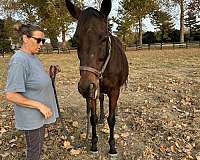 live-foal-horse