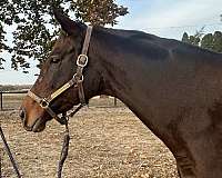 back-broodmare