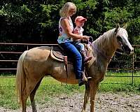 palomino-blaze-on-face-white-socks-horse