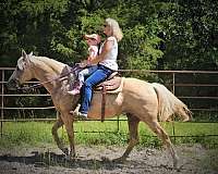 catch-palomino-horse