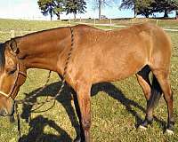 auction-quarter-horse