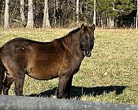 less-than-welsh-pony