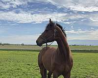 warmblood-gelding