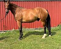 warmblood-horse-for-sale