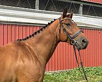 warmblood-horse