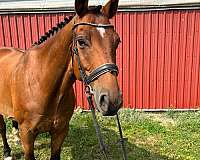 canadian-warmblood-gelding