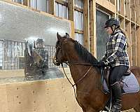 canadian-warmblood-horse