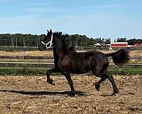 warmblood-gelding