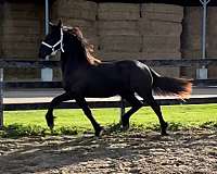 warmblood-horse-for-sale