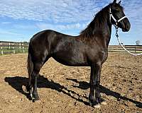 canadian-warmblood-gelding