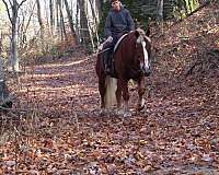 parade-draft-horse