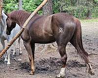 broodmare-iberian-horse