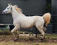 arabian-gelding