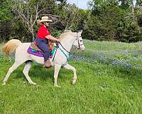 age-arabian-horse