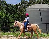 green-broke-palomino-horse