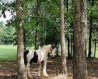 beautiful-gypsy-vanner-horse