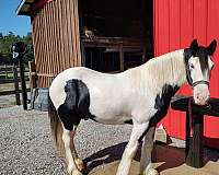 calm-gypsy-vanner-horse