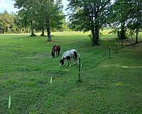 cool-gypsy-vanner-horse