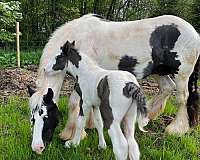 draft-gypsy-vanner-horse