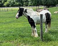 draught-gypsy-vanner-horse