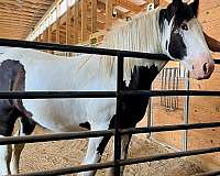 farrier-gypsy-vanner-horse