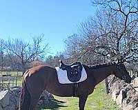 quarter-horse-for-sale