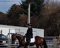 dressage-quarter-horse