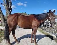 adult-quarter-horse