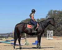 confidence-builder-thoroughbred-horse