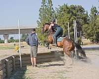 ottb-thoroughbred-horse