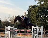 eventer-thoroughbred-horse