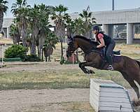 eventing-thoroughbred-horse