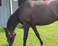 bay-racehorse