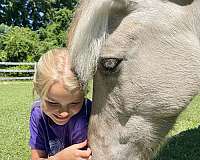 classical-fjord-horse