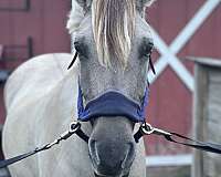 clips-fjord-horse