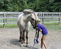 combined-driving-fjord-horse